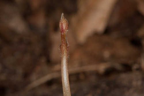 Aristolochia serpentaria #1